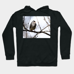 White Crowned Sparrow Hoodie